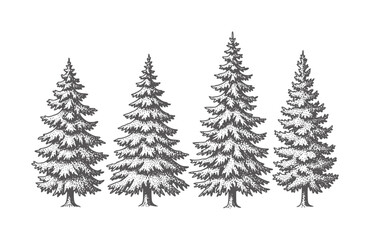 Obraz premium Four dark grey pine trees in a row white forest nature evergreen