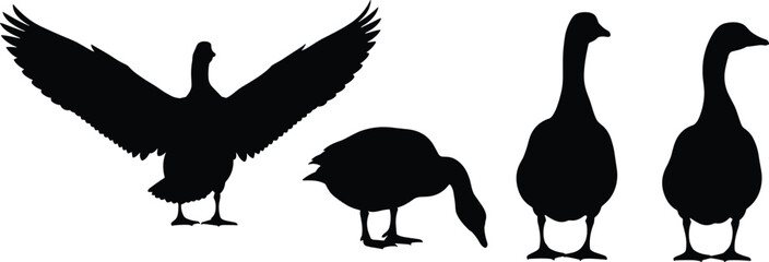 Goose Silhouette Set Vector Illustration Featuring Farm Bird Poses Like Flying Standing And Grazing Cad Drawing Flat Vector Illustration Flavector © Mehedi