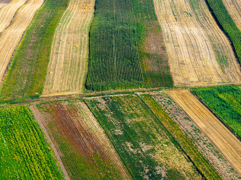 Aerial view of agricultural land displaying a patchwork of textures and hues, where golden fields meet vibrant green crops, Milawczyce, Swietokrzyskie Voivodeship, Poland.