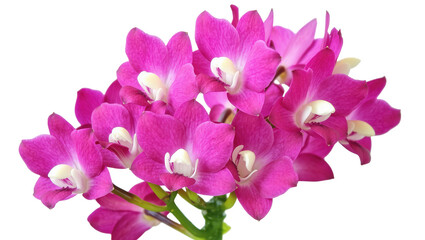 Vibrant fuchsia pink orchid flowers blooming elegantly on a stem, showcasing natural beauty