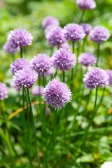 Fototapeta premium チャイブの花