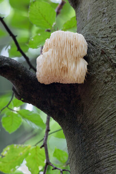 Rare Lion's Mane Mushroom in a beech tree in the Netherlands