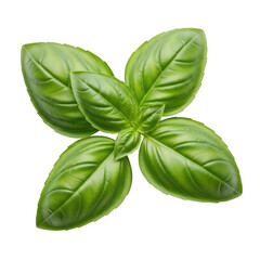 Fototapeta premium Fresh basil leaves showcasing vibrant green color and intricate vein patterns