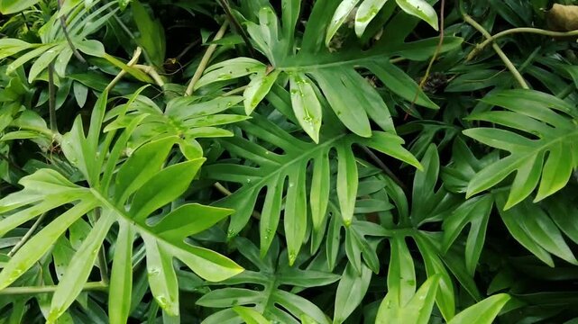 Lush green Philodendron Xanadu leaves in tropical garden close up nature background