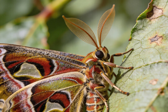 Colorful Atlas Moth with Detailed Feathered Antennae Perched on a Green Leaf