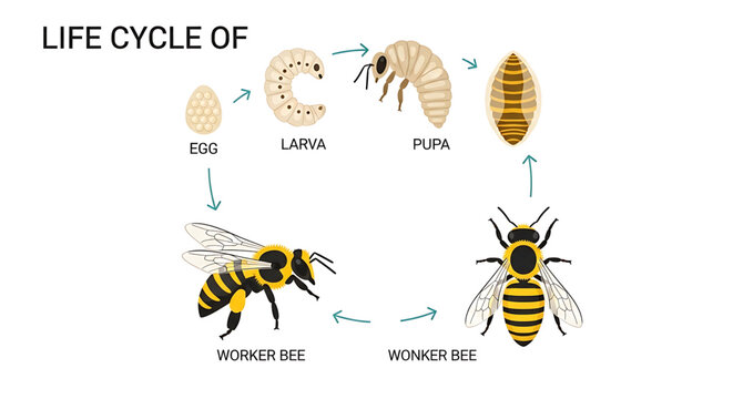A detailed illustration of the life cycle of a bee, showcasing its various stages of development