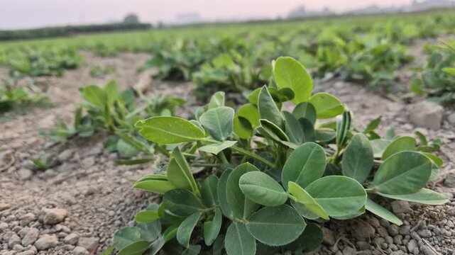 Close-Up of Young Peanut Plant Growth - Organic Agriculture Bangladesh