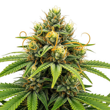 Close-up view of a cannabis plant bud in full bloom with trichomes visible