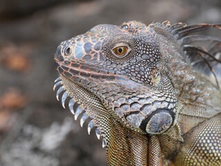Obraz premium iguana from coiba island, costa-rica