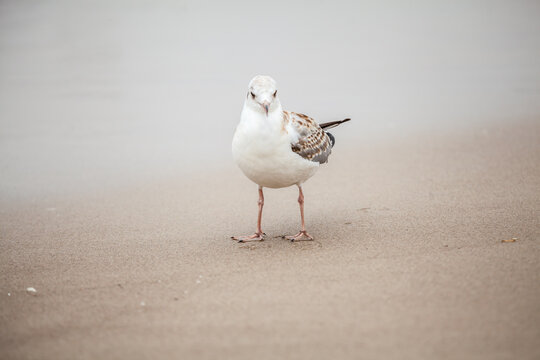 Seagull in the natural environment on the Baltic Sea.