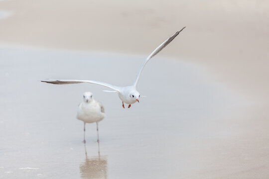 Seagull in the natural environment on the Baltic Sea.