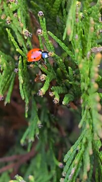 macro view of a red ladybug crawling slowly on a fresh green bush branch, natural outdoor scene with soft light and shallow depth of field