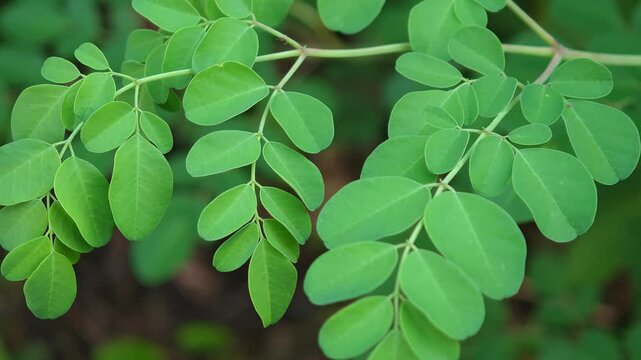 Fresh moringa leaves from the tree.