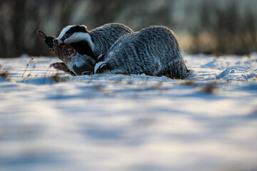 A dramatic wildlife scene of two European badgers scavenging on a bird carcass in a snowy field at sunrise. The low winter sun creates long shadows and a cold, atmospheric mood in the natural wilderne © Rudolf