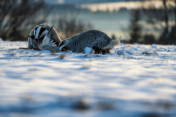 A dramatic wildlife scene of two European badgers scavenging on a bird carcass in a snowy field at sunrise. The low winter sun creates long shadows and a cold, atmospheric mood in the natural wilderne © Rudolf