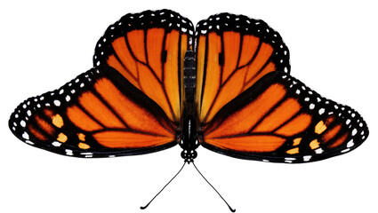Majestic Monarch butterfly with striking orange and black wings displayed in full glory © Motruc