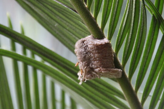 Macro photo of a praying mantis egg case attached to a leaf