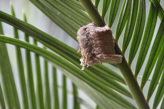 Close up of a praying mantis egg case on a green leaf