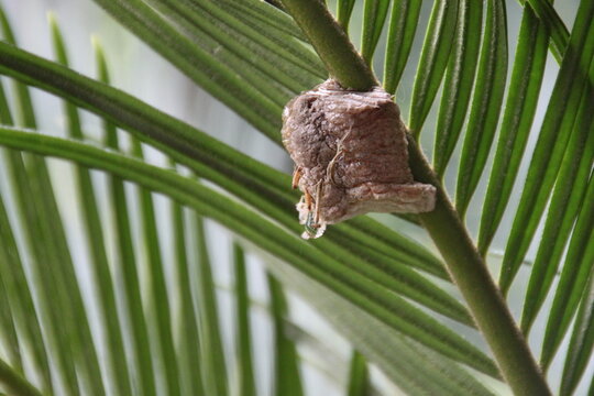 Praying mantis egg case on green foliage with a clean natural background