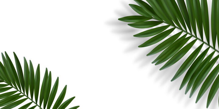 Green palm leaves with blurred shadow. Chamaedorea palm. Realistic vector illustration on a white background.