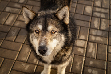 Fototapeta premium Wolf-like dog standing on paved city walkway, looking at camera in warm sunlight. Urban pet portrait with natural expression, calm mood and detailed fur texture. Domestic animal outdoors.