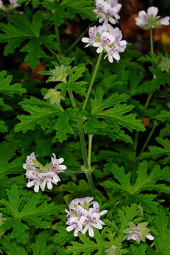 Zitronengeranie, Pelargonium-Crispum