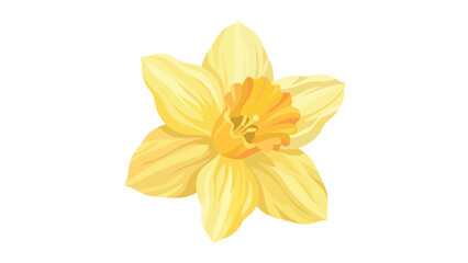 Daffodil Flower Bright Yellow Full Bloom Digital Art Illustration © Micin