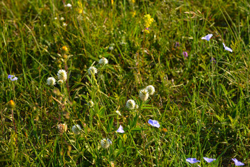 Klee, Berg-Klee, Trifolium montanum,  Halbtrockenrasen, Trockenrasengesellschaften © Peter Oetelshofen