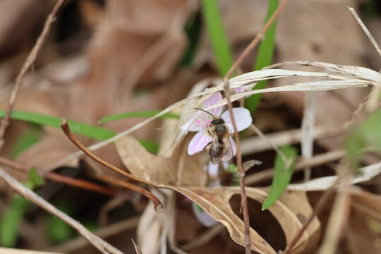 close up bee feeding on pollen on a flower