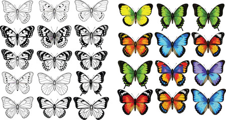 Butterfly set vector illustration collection featuring detailed line art and colorful butterflies in different species wings patterns isolated on white background design elements © Aminul
