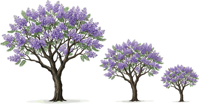 Set of three beautiful jacaranda trees in different sizes with purple blooming flowers for nature, landscape gardening, and spring season botanical designs