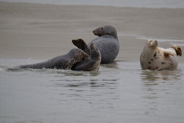 Phoques au repos à marée basse © Patrick