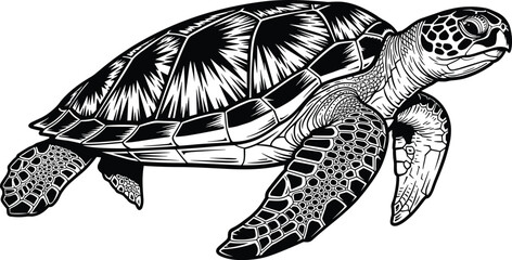 Sea turtle swimming with detailed shell pattern and flippers cad drawing flat vector illustration isolated on white background for design, © Md