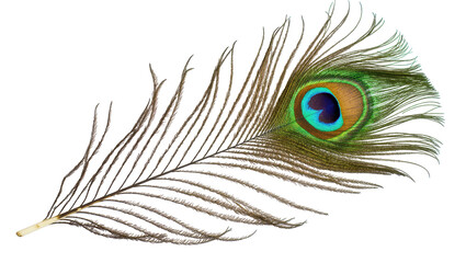 Striking peacock feather displaying its vibrant eye pattern, a symbol of beauty and elegance © Clementine
