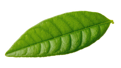 Obraz premium Fresh vibrant green leaf showcasing intricate vein patterns and natural beauty