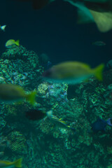 Obraz premium Underwater scene of fish swimming over a textured coral reef, captured with soft focus and natural tones, showcasing marine life and ocean habitat with a calm, immersive feel
