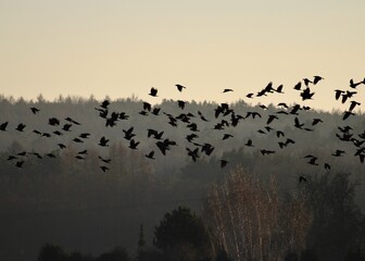 a flock of rooks (Corvus frugelius) is flying over a misty forest at sunrise © Karl