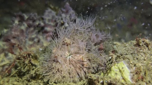 Hairy Frogfish Ambush Predation Capturing Juvenile Fish