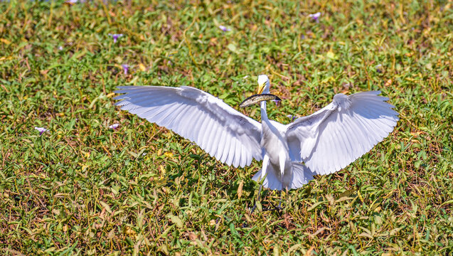 White Great Egret (Ardea alba), a widespread wetland species, displaying hunting success with prey during active landing