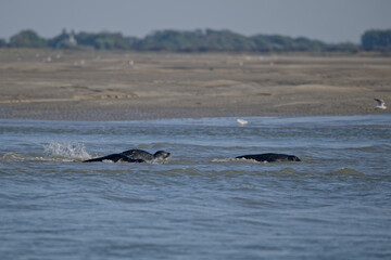 Phoques au repos à marée basse © Patrick