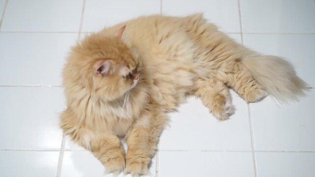 Fluffy orange feline cat with long fur lying relaxed on white tile floor, adorable domestic indoor pet animal, soft texture, peaceful mood, cute Persian cream fur, calm and lovable