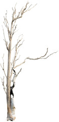 Obraz premium Dead tree with dry branches - High Detail Texture 