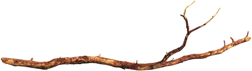 Tree branch with detailed bark texture © Matheus