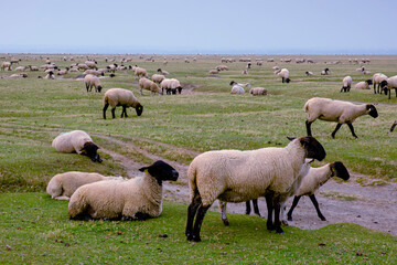 Obraz premium Sheep grazing in the fields around Mont Saint Michel Abbey in Normandy