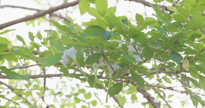 Dolichandrone serrulata white traditional flower Kae Na on tree branch green leaf windy nature scene