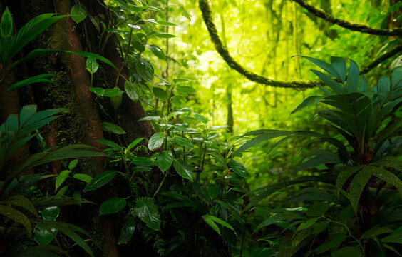 rain forest in the morning