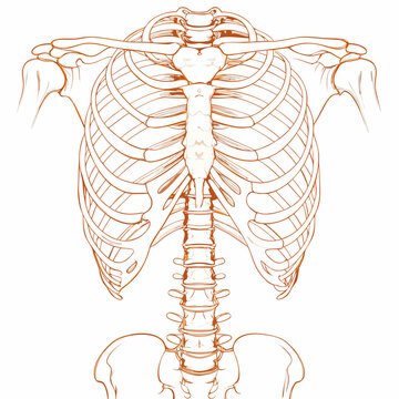 Anatomical illustration of the human ribcage spine and sternum