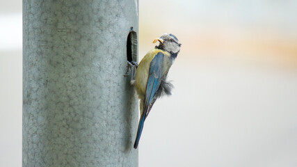 great tit on a branch © lazalnik