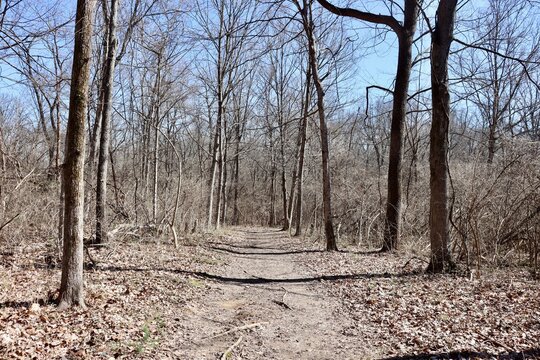 The long empty trail in the winter forest.