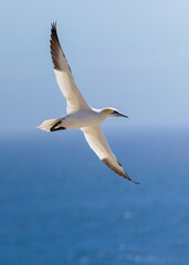 Fototapeta premium Northern gannet seabird 